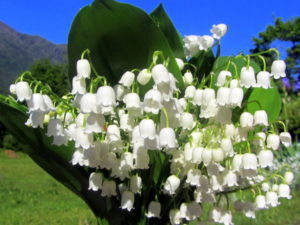 FRÜHLINGSDUFT  BETÖRENDE  AROMEN